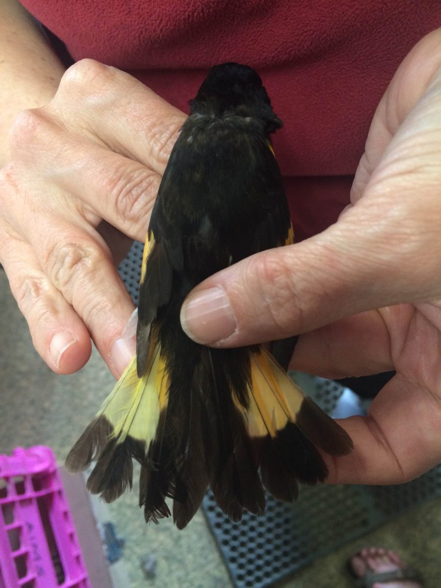 American Redstart with unusual tail coloration
