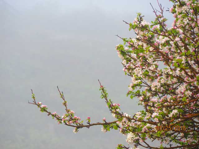 Apple Blossoms in Fog