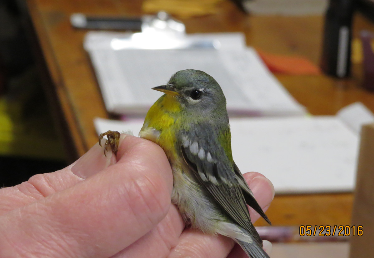 Female Northern Parula