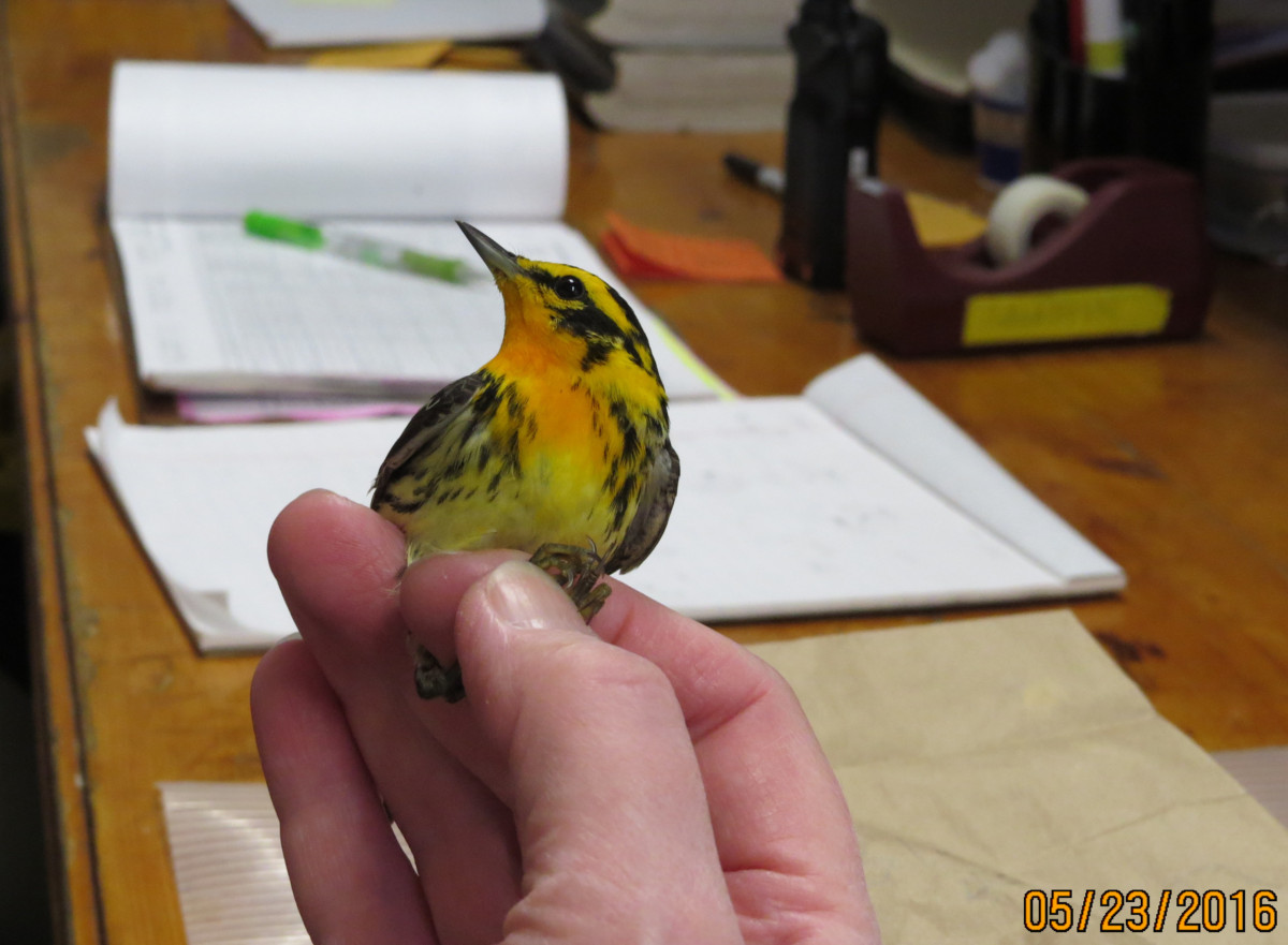 Blackburnian Warbler