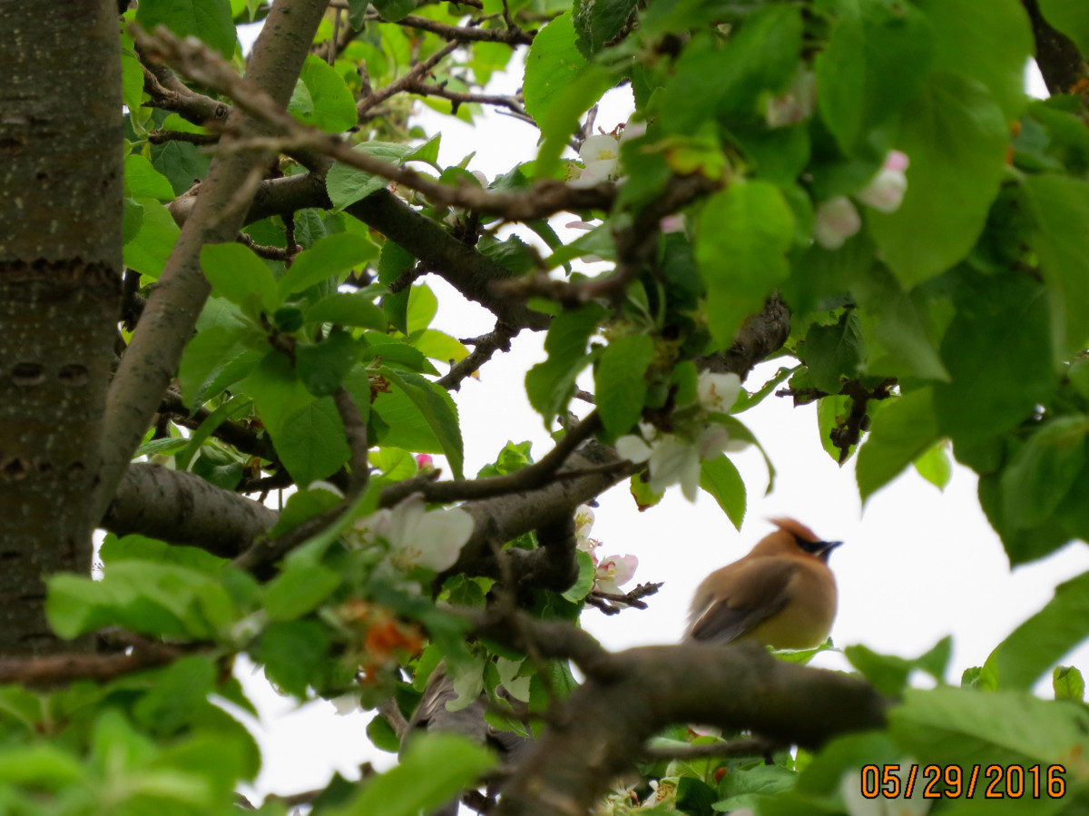 Cedar Waxwing in the apple tree