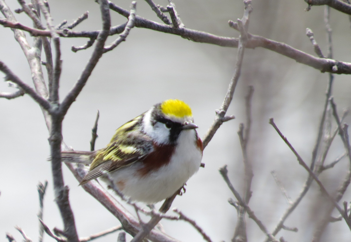 Chestnut-sided Warbler; photo courtesy of Dave Adrien