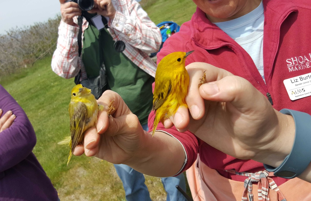 Comparing male and female Yellow Warblers for the birding group