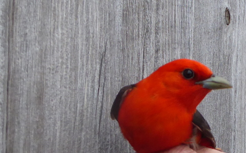 Scarlet Tanager