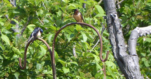 Barn Swallows taking advantage of the crook while it's there
