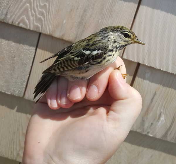 Blackpoll Warbler