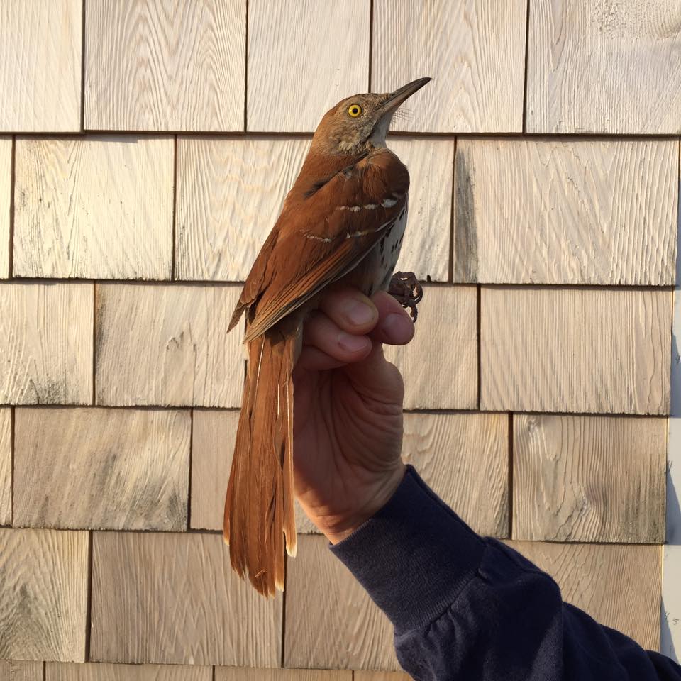 Brown Thrasher