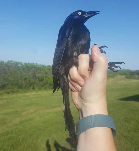 Common Grackle