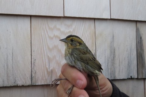 Nelson's Sparrow - only the third record for AIMS!