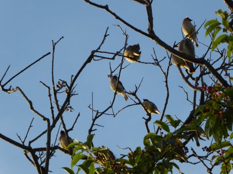 Cedar Waxwings hanging out near (but not in) the nets