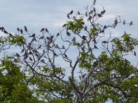 Tree Swallows!