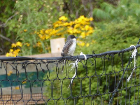 Eastern Kingbird ready for a game of volleyball