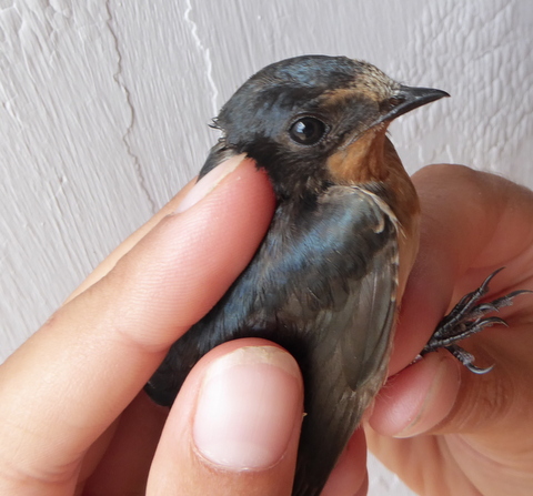 A rare catch in the nets: Barn Swallow!