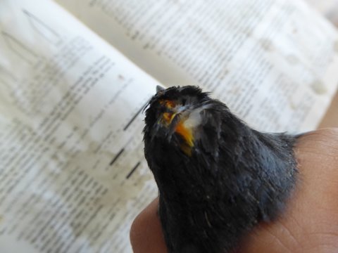 Kingbird crown feathers -- rarely seen