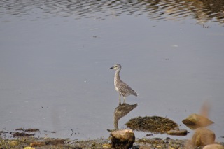 The paler bird