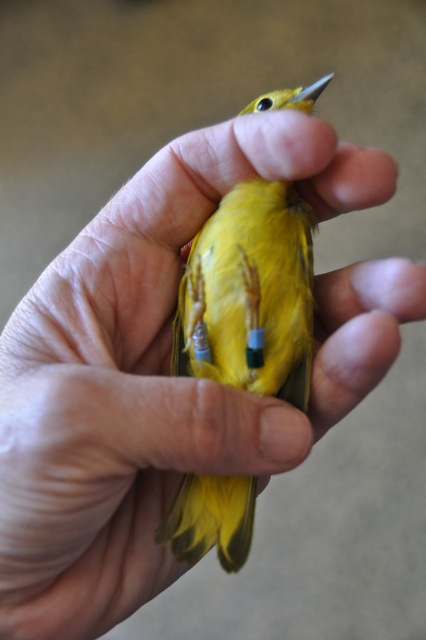 Yellow Warbler gets new jewelry