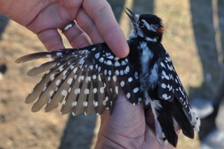 Possible first record of a Downy Woodpecker 'Return' (banded in a previous season)