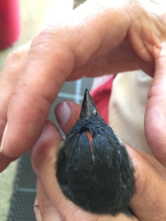 Adult female Eastern Kingbird