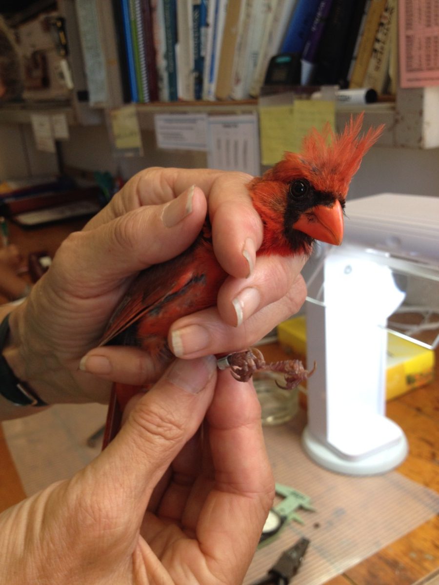 Northern Cardinal return (banded in a previous season)