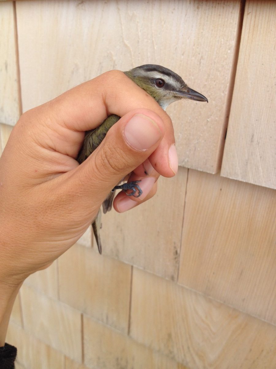First REVI (Red-eyed Vireo) of the year
