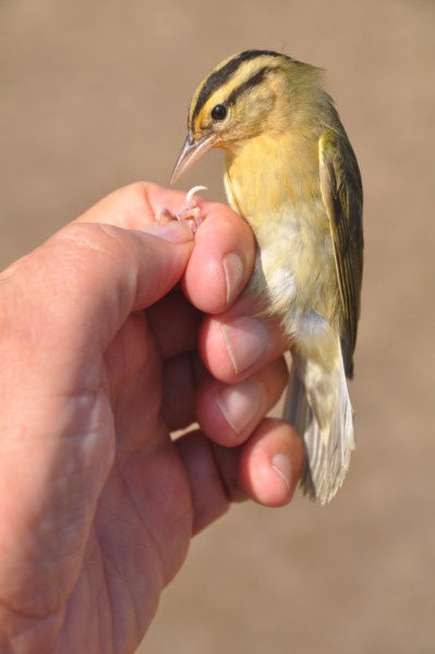 A rare visitor: Worm-eating Warbler
