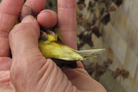 Connecticut Warbler yellow undertail coverts