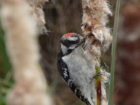 Downy Woodpecker working the cattails