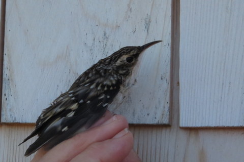 Brown Creeper