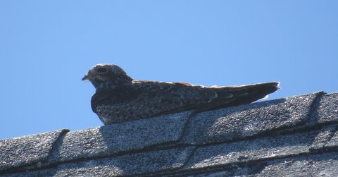 Common Nighthawk Roosting on the roof of Bartels