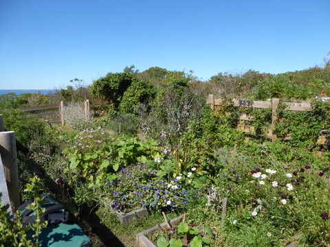 Celia's garden