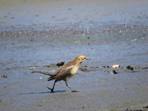 Rusty Blackbird at Crystal Mudflats
