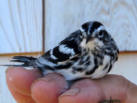 Hatch-year male Black-and-white Warbler