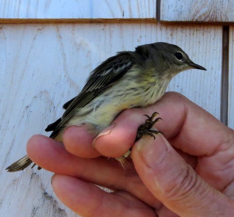 Hatch-year female Cape May Warbler