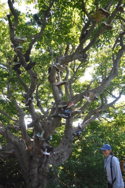 Susan at the Sneaker Tree.   When we have no birds we get to explore evidence of the local madness on Appledore!  HORRORS!!  : )